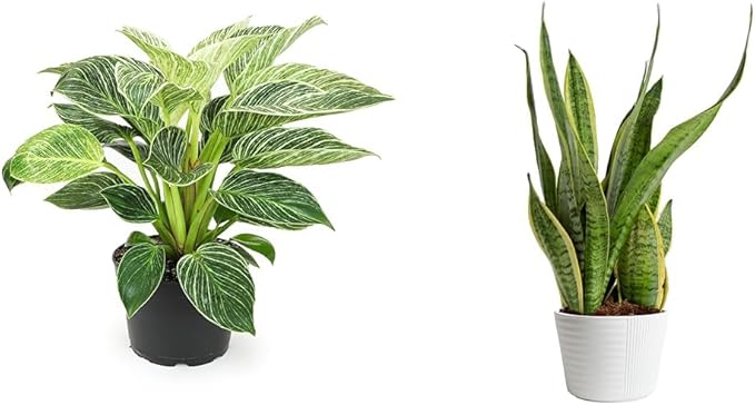 Birkin Philodendron in 6 Inch Pot for Indoor Plants Live Houseplants, Office Plants & Costa Farms Live Snake Plant, Easy Care Houseplant in Indoor Garden Plant Pot, Grower's Choice House Plant