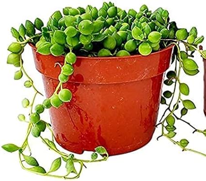 Succulent String of Pearls (Senecio Rowleyanus)-Live Trailing Plants Fully Rooted & in Bloom - Rare House Plant for Home Office Wedding Hanging Decoration - 4" Pot with Soil Mix by FATPLANTS