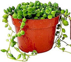 Succulent String of Pearls (Senecio Rowleyanus)-Live Trailing Plants Fully Rooted & in Bloom - Rare House Plant for Home Office Wedding Hanging Decoration - 4" Pot with Soil Mix by FATPLANTS