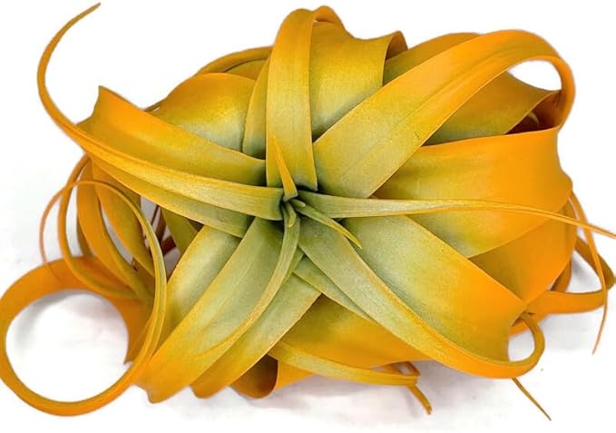XL Xerographica Colored Air Plant, Live Tillandsia House Plant, Easy Care Indoor Outdoor, Great Gift, Healthy Arrival Guaranteed (Bright Orange)