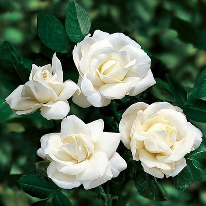 White Rose Live Plant, Can Grow As Rose Bushes Shrubs or Climbing, Fragrant Ready to Plant, Starter Size, 5 to 10 Inc Tall, Dormant in Winter