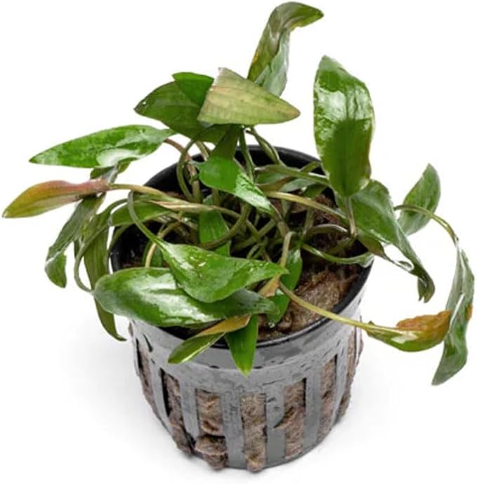 SubstrateSource Cryptocoryne Live Aquarium Plants - Freshwater Plant for Aquariums, Planted Fish Tanks - Beginner Friendly (Beckettii, 1 Pot (3-5 Plants))