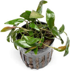 SubstrateSource Cryptocoryne Live Aquarium Plants - Freshwater Plant for Aquariums, Planted Fish Tanks - Beginner Friendly (Beckettii, 1 Pot (3-5 Plants))