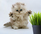 Simple Cat Grass | 100% US Organic Oat Seeds | Show Your Love with a Healthy Pet Treat and Snack (4 Ounce (~3200 Seeds))