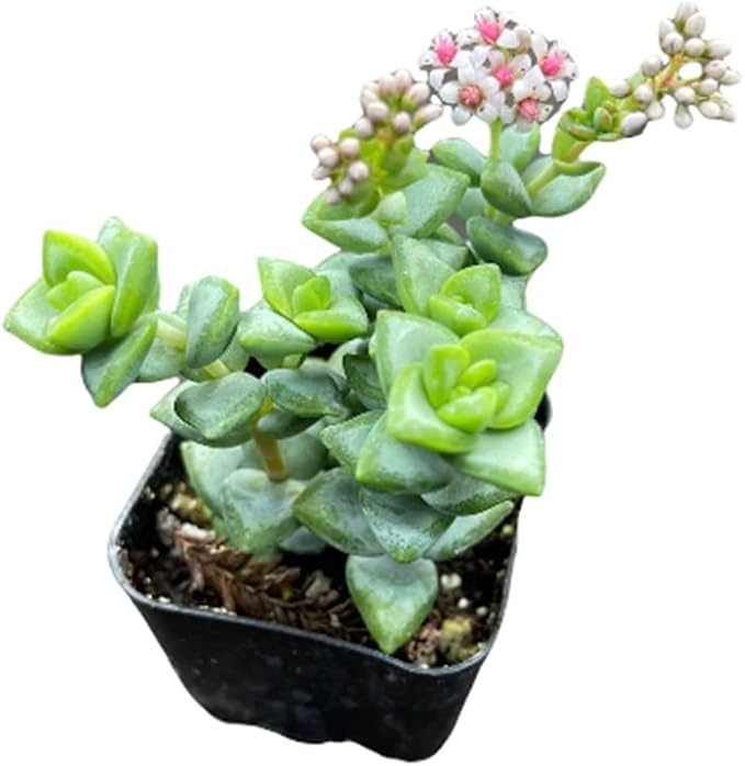 Live Succulent Cactus Plants from USKC (2" Pot) (Crassula Rupestris)