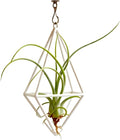 Live Tillandsia Air Plant Cqput-Medusae Easy Care Air Plants Live, Houseplants for Indoor & Outdoor Home Garden Décor, Wall & Terrarium Display