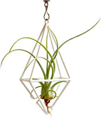 Live Tillandsia Air Plant Cqput-Medusae Easy Care Air Plants Live, Houseplants for Indoor & Outdoor Home Garden Décor, Wall & Terrarium Display