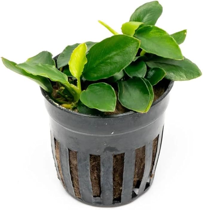 SubstrateSource Anubias Live Aquarium Plants - Potted Freshwater Plant for Fish Tanks, Terrariums - Beginner Friendly Low Light (Nana Long Wavy, 1 Pot)