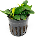 SubstrateSource Anubias Live Aquarium Plants - Potted Freshwater Plant for Fish Tanks, Terrariums - Beginner Friendly Low Light (Nana Long Wavy, 1 Pot)