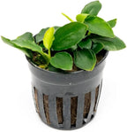 SubstrateSource Anubias Live Aquarium Plants - Potted Freshwater Plant for Fish Tanks, Terrariums - Beginner Friendly Low Light (Nana Long Wavy, 1 Pot)