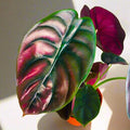 2 Rare Red Alocasia Plants Live Houseplant for Indoor Outdoor Growing, 4 to 8 Inches Tall, Rare and Hardy