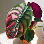 2 Rare Red Alocasia Plants Live Houseplant for Indoor Outdoor Growing, 4 to 8 Inches Tall, Rare and Hardy