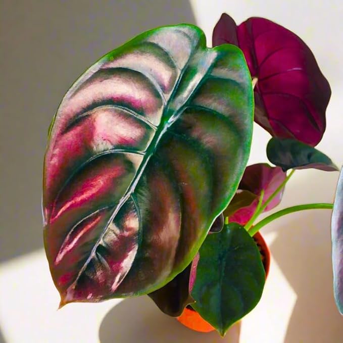 2 Rare Red Alocasia Plants Live Houseplant for Indoor Outdoor Growing, 4 to 8 Inches Tall, Rare and Hardy