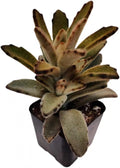 Live Succulent Cactus Plants from USKC (2" Pot) (Kalanchoe Tomentosa 'Chocolate Soldier')