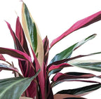 Stromanthe 'Triostar' Live Plant for Indoor | Different Houseplants in 4'' & 6'' Pot | Real House Plant for Living Room, Office, Desk & Bathroom | Triostar | Magenta Triostar