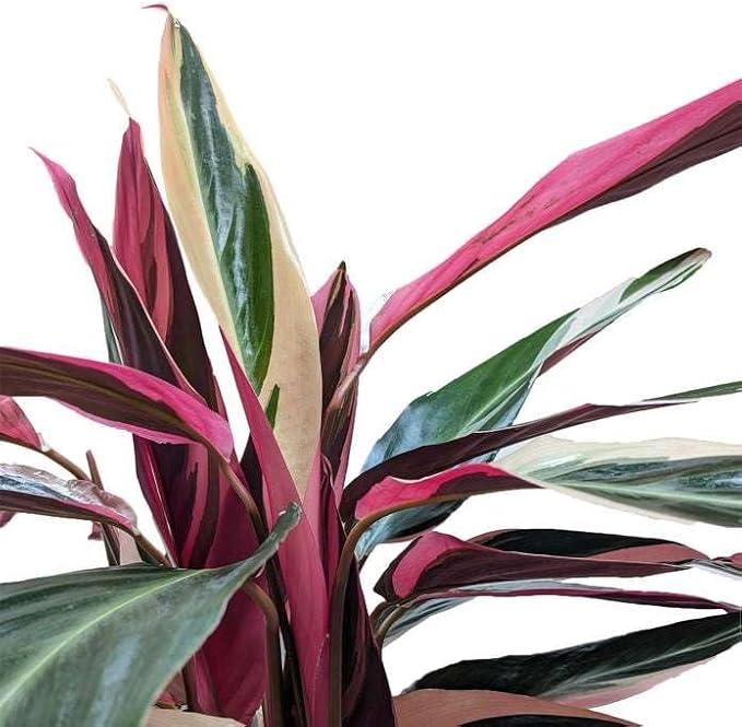 Stromanthe 'Triostar' Live Plant for Indoor | Different Houseplants in 4'' & 6'' Pot | Real House Plant for Living Room, Office, Desk & Bathroom | Triostar | Magenta Triostar