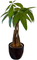 Money Tree Live Plant | 14-22 Inches Tall Bonsai | Easy to Grow Indoor Houseplant | Home, Office, or Room Decor | Birthday, Housewarming Gift (Black)