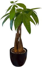 Money Tree Live Plant | 14-22 Inches Tall Bonsai | Easy to Grow Indoor Houseplant | Home, Office, or Room Decor | Birthday, Housewarming Gift (Black)