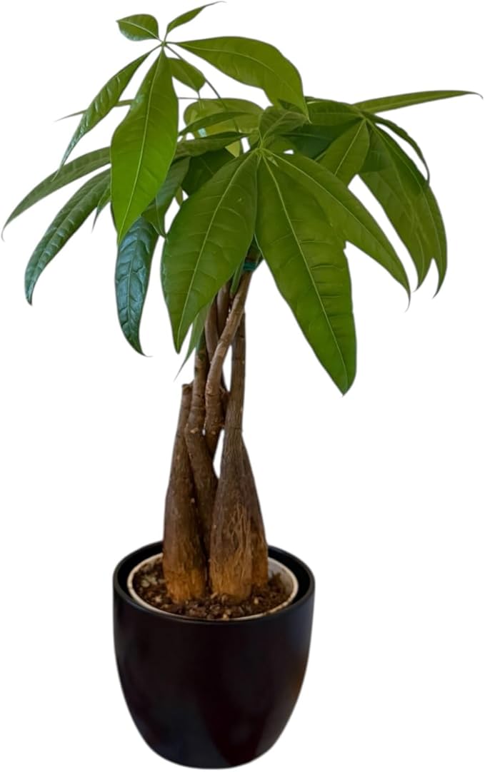 Money Tree Live Plant | 14-22 Inches Tall Bonsai | Easy to Grow Indoor Houseplant | Home, Office, or Room Decor | Birthday, Housewarming Gift (Black)