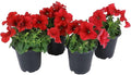 Live Petunia Flowers (4 Pack), Red Flowering Plants for Spring Gardening, Easy Plant Care, Garden Annuals, Red Petunias Multipack, Sun Loving Outdoor Annual