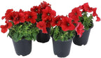 Live Petunia Flowers (4 Pack), Red Flowering Plants for Spring Gardening, Easy Plant Care, Garden Annuals, Red Petunias Multipack, Sun Loving Outdoor Annual