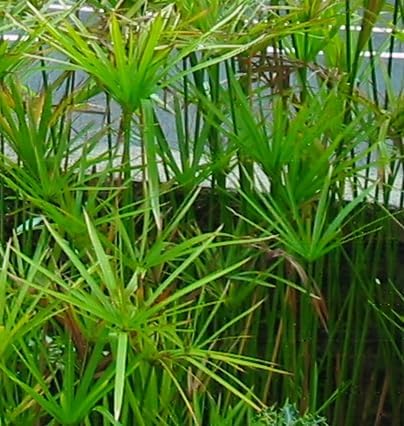 Generic Umbrella Palm (Cyperus alternifolius) 2 Live Plants..Great Indoor or Outdoor Plant., green & brown