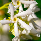 2 Jasmine Plants Live, Climbing Jasmine Flower Plant, Zone 4 to 11, 5 to 7 Inc in Height (Star)