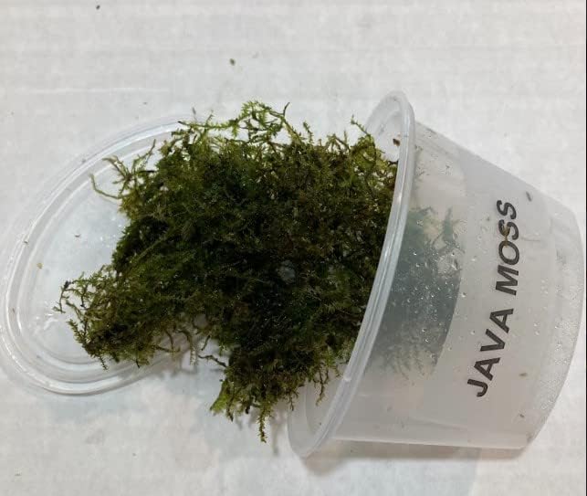 Java Moss Live Plant (Vesicularia dubyana) 4 oz Cup