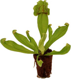 ragnaroc Sarracenia Purpurea SSP. Venosa 2-4" (Purple Pitcher Plant) & Dionaea Muscipula 2-4" (Venus Fly Trap) 4ct – Live Plant for Indoor Outdoor Use, Carnivorous Plants – Live Arrival Guaranteed