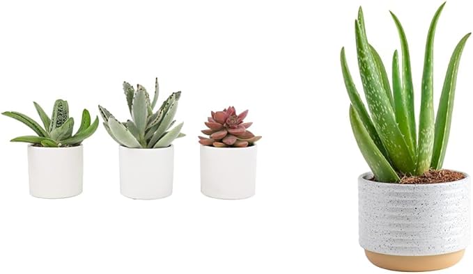 Live Succulents in White Planter Pots (3 PK), Live Succulent Plants Live Plants in Succule & Costa Farms Aloe Vera, Live Succulent Plant, Easy Care Indoor Houseplant in Modern Décor Planter