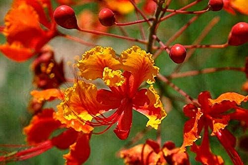 KVITER 10 Red Bird of Paradise seeds (Caesalpinia Pulcherrima) – Pride of Barbados,Dwarf Poinciana,Peacock Flower Seeds for Planting,Mexican Birds of Paradise – Perennial Bush seeds for Outdoor Garden