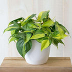 Philodendron Hederaceum Brasil Live Plant for Indoor | Different Houseplants in 4'' & 6'' Pot | Real House Plant for Living Room, Office, Desk & Bathroom | Cordatum