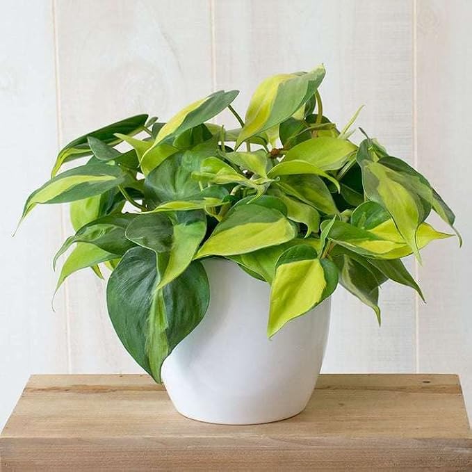 Philodendron Hederaceum Brasil Live Plant for Indoor | Different Houseplants in 4'' & 6'' Pot | Real House Plant for Living Room, Office, Desk & Bathroom | Cordatum