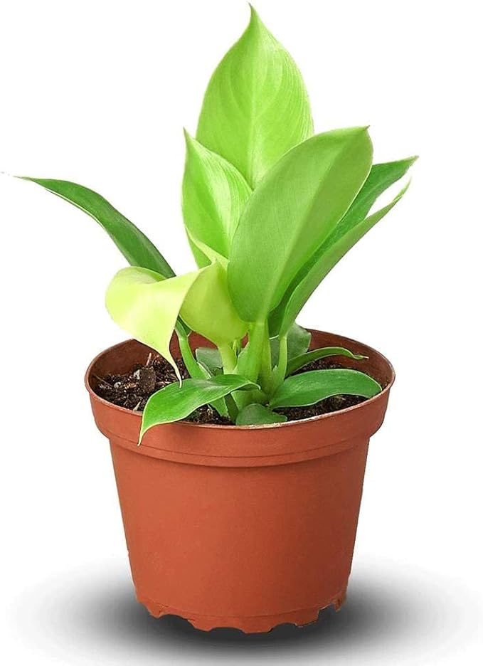 Philodendron Moonlight Live Plant for Indoor | Different Houseplants in 4'' & 6'' Pot | Real House Plant for Living Room, Office, Desk & Bathroom | Moonlight