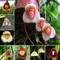 Monkey Flowers Seeds for Planting, 195+pcs Monkey Face Orchid Perennial Flower Seeds Non-GMO Heirloom Rare Plants, Beauty Home Garden for Outdoors