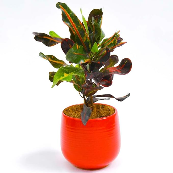 Croton Mammy Live Plant for Indoor | Different Houseplants in 4'' & 6'' Pot | Real House Plant for Living Room, Office, Desk & Bathroom | Codiaeum | Mammy