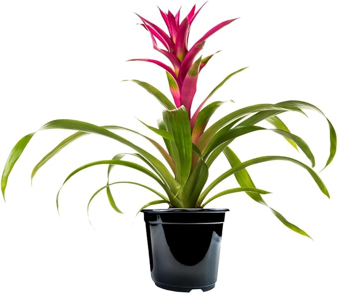 American Plant Exchange Live Bromeliad Guzmania – 6-Inch Pot – Colorful Tropical Houseplant with Bright Long-Lasting Blooms, Easy Care Indoor Plant for Desks, Kitchens, Patios & Home Décor