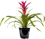 American Plant Exchange Live Bromeliad Guzmania – 6-Inch Pot – Colorful Tropical Houseplant with Bright Long-Lasting Blooms, Easy Care Indoor Plant for Desks, Kitchens, Patios & Home Décor