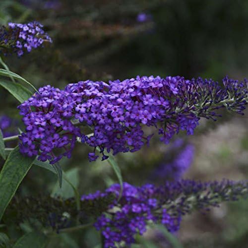 Greenwood Nursery: Live Shrub Plants - Monarch Blue Knight Butterfly Bush + Buddleja/Buddleia Davidii - [Qty: 10x Pint Pots] - (Click for Other Available Plants/Quantities)
