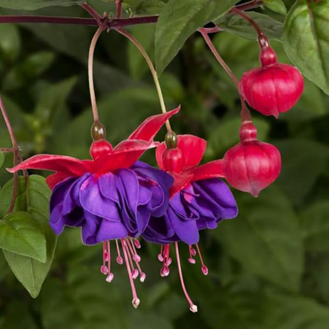 Blue Fuchsia Plant Live in 5-Inch Pot, Hanging Basket Flower, Hardy Fuchsia Vine for Shade Gardens, USDA Zones 8-11