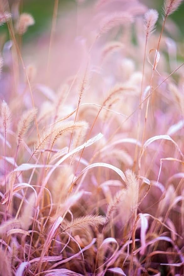 Pink Ornamental Grass Seeds Mix for Planting - 250+ Seeds: Pink Muhly, Pampas & Foxtail Set for Vibrant Garden Borders & Landscaping, Perennial Flowering Displays