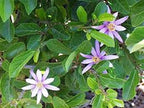 INDOOR BONSAI, GREWIA, 5 YEARS OLD, FLOWERS,PURPLE, BROOM STYLE