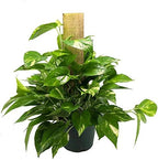 American Plant Exchange Golden Pothos Totem Pole – Live 6-Inch Potted Climbing Vine, Easy-Care Air Purifying Houseplant, Fast-Growing Tropical Indoor Plant for Home, Office & Indoor Décor
