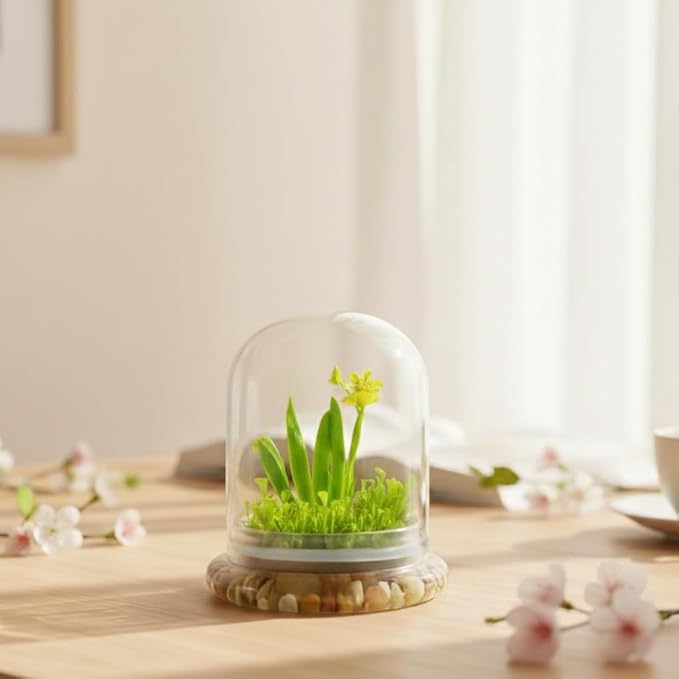 Bloomify Dancing Orchid Terrarium – Live Orchid Plants in Glass Terrarium with Sundew Moss – No Maintenance Orchid Plant Psygmorchis Pusilla – Self-Sustaining Miniature Live Orchid
