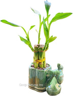 Generic Coop & Harp Small Lucky Bamboo Live Indoor Plant with Ceramic Vase, Live Indoor Lucky Bamboo for Home, Office and Gift (Elephant), Green