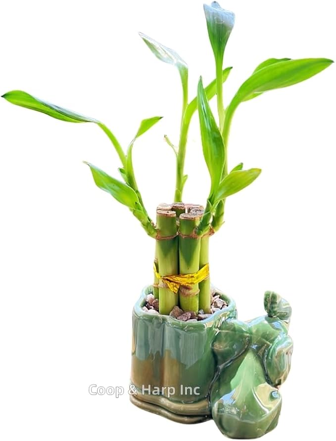 Generic Coop & Harp Small Lucky Bamboo Live Indoor Plant with Ceramic Vase, Live Indoor Lucky Bamboo for Home, Office and Gift (Elephant), Green