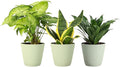 Thorsen's Greenhouse Live Low Light Houseplants (3 Pack), Easy to Grow Indoor Plants, Grower's Choice Bundle, 4-inch Diameter Established Plants, Decorative Sage Ruffled Pot (3-Pack)
