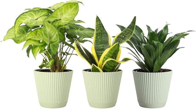 Thorsen's Greenhouse Live Low Light Houseplants (3 Pack), Easy to Grow Indoor Plants, Grower's Choice Bundle, 4-inch Diameter Established Plants, Decorative Sage Ruffled Pot (3-Pack)