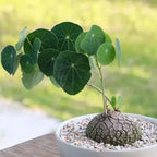 Stephania Cephalantha Plant, Rare Caudex Succulent with No Hair Roots, 2.5-3 Inches for Indoor Planting