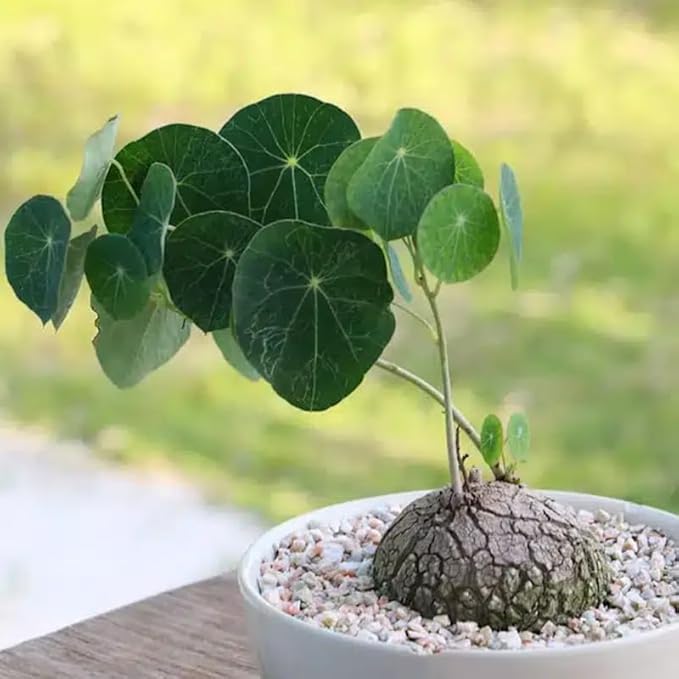 Stephania Cephalantha Plant, Rare Caudex Succulent with No Hair Roots, 2.5-3 Inches for Indoor Planting